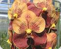 Vanda Butterfly